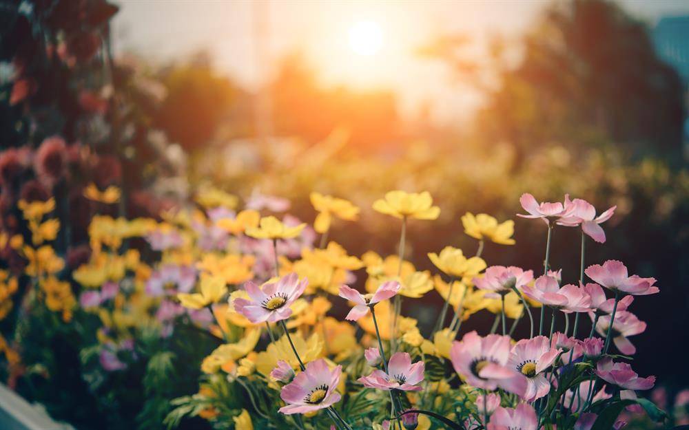 8 Transforming Landscaping Projects